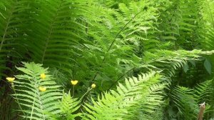 Мощный Настрой Академика Сытина Г Н  Оздоравливает и исцеляет печень, выводит из печени токсины