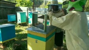 Три способа подсадки плодных маток. Смена породы пчёл. легко и просто.