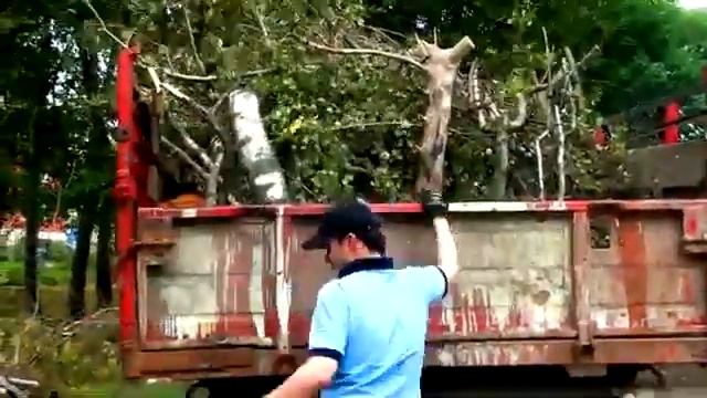 Вывоз древесины и опилок. 8(812)332-54-69 смотреть онлайн