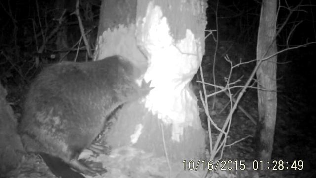 Бобр на территории нац парка "Смольный" смотреть онлайн