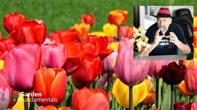 Potted Spring Bulbs Are Done - Now What? ⏳⌚️⌛️ Garden Quickie #11