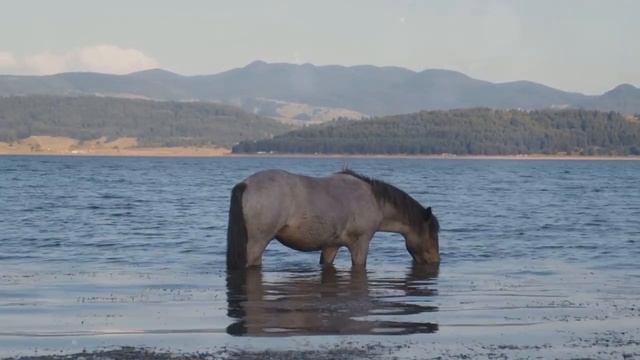 Top 7 Ways to Boost Your Horse's Endurance and Stamina смотреть онлайн