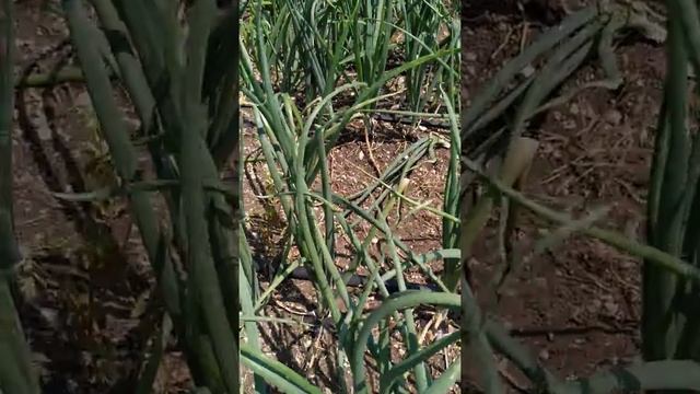 Болезни "Ялтинского" лука. Мучнистая роса. Способы борьбы. смотреть онлайн