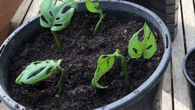 How to Propagate Monstera adansonii (Swiss Cheese Plant or Monkey Mask) in Water or Soil. смотреть онлайн