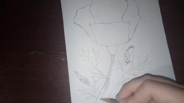 Как нарисовать мак простым карандашом смотреть онлайн