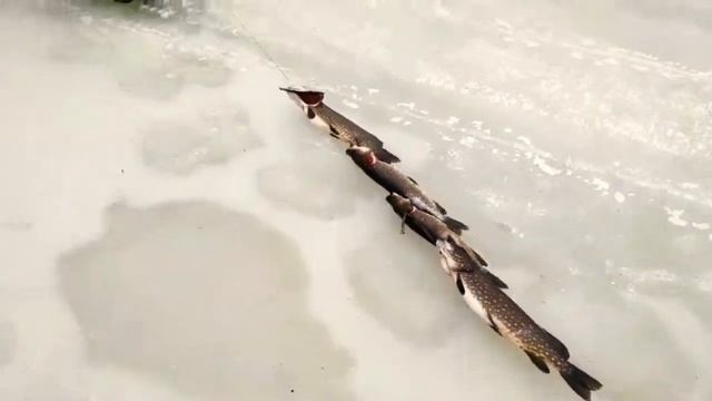 Как быстро почистить рыбу снегоходом смотреть онлайн