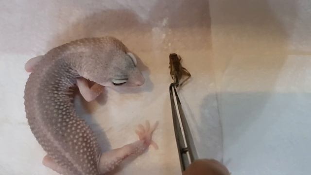 Уход за эублефаром, уборка и кормление. смотреть онлайн