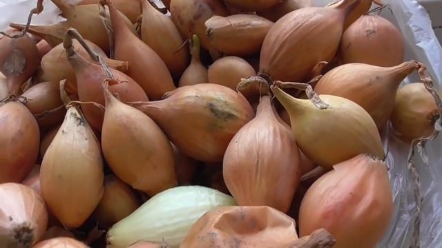 Народные приметы огородников. Распустились листья на березе - холодов не будет? Ольга Чернова. смотреть онлайн