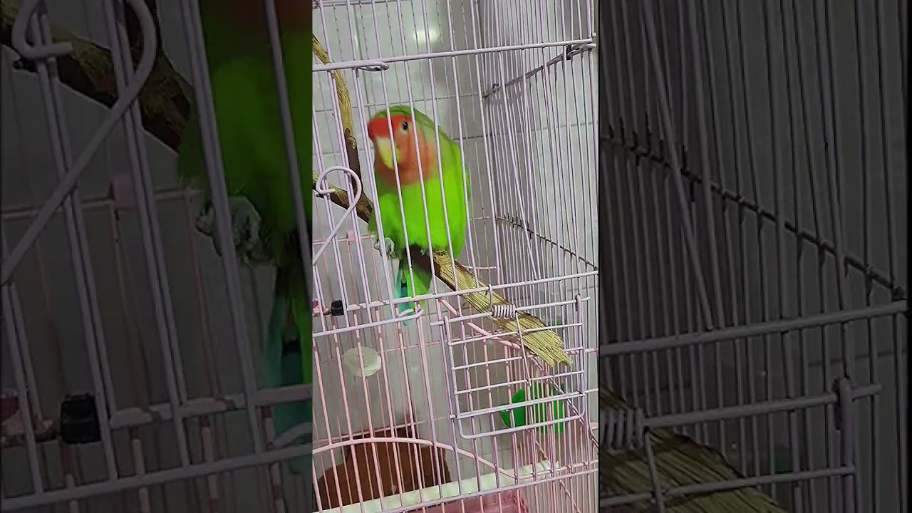 Sivchik - Чунга Чанга (2023) смотреть онлайн