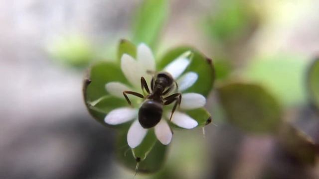 Macro on IPhone X. Ant and flower. Макро на Айфон X. Муравей. смотреть онлайн