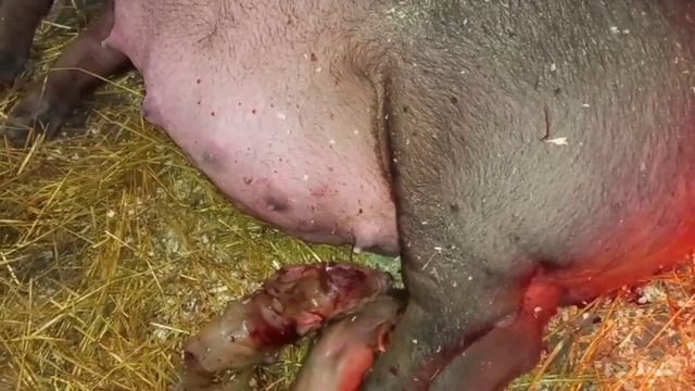 ‼️## Тяжёлый опорос свинки породы Дюрок ##‼️ смотреть онлайн