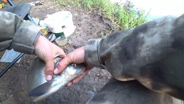 Пузатые ЛЕЩИ на ДВИНЕ ломают подсак. Фидер 2021. Ловля леща на фидер весной. смотреть онлайн