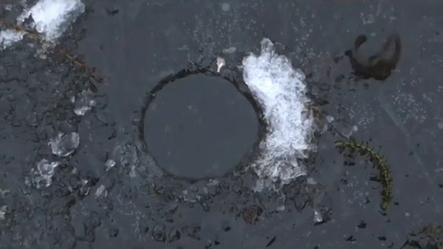 Ротан на кильку маринованную!