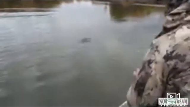 Вот эта рыбалка, щука монстр смотреть онлайн