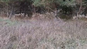 Опять сажаю боярышник семенами.