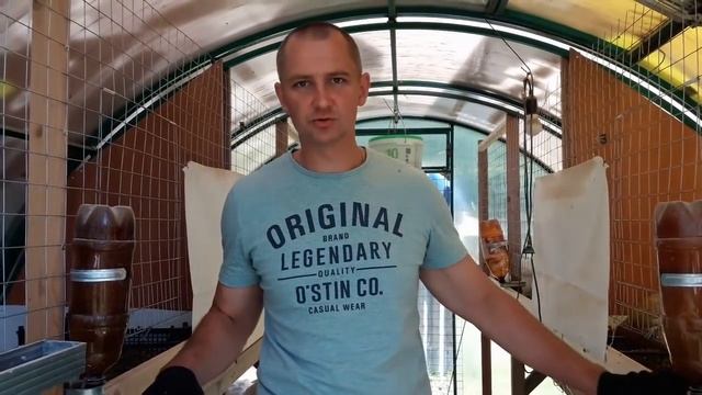 А нужен ли птице выгул? смотреть онлайн