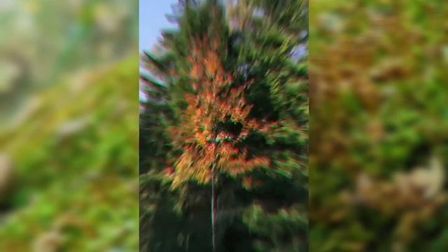 Сказки дачного леса смотреть онлайн