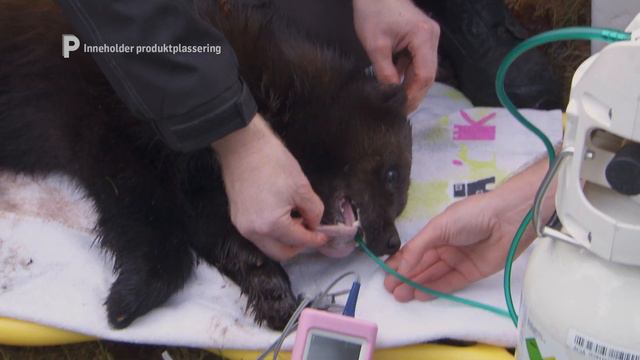 Georg har problemer med skallet | Dyrepasserne S09 Episode 1 смотреть онлайн