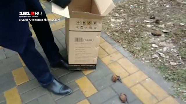 На головы ростовчанам посыпались летучие мыши смотреть онлайн