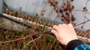 ЕЖЕВИКА. ПРАВИЛЬНАЯ обрезка формирование посадка и уход за ЕЖЕВИКОЙ / Blackberry clipping