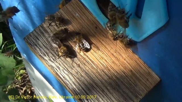 Чудо Пчелы На Пасеке: Откуда Пыльца на Спинке? смотреть онлайн