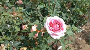 Роза Французское платье Junko Kawamoto Япония, 2011 Шрабы (Modern Shrub#питомникрозуспех#розы ???