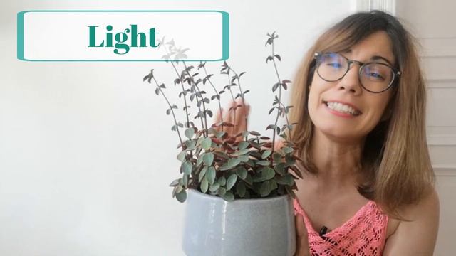 Red Log Plant Care - Peperomia Verticillata