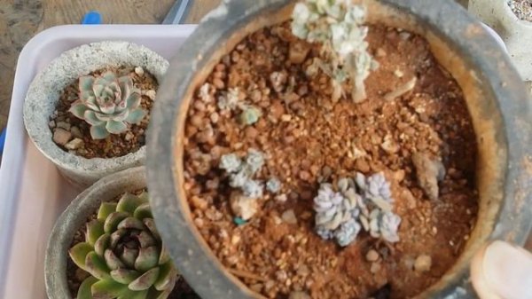 || BOTTOM WATERING || PROS & CONS ||