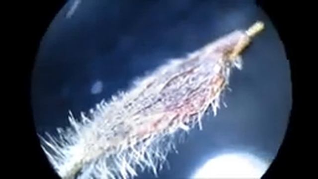 CLEMATIS VITALBA ED IL SUO COTONE смотреть онлайн