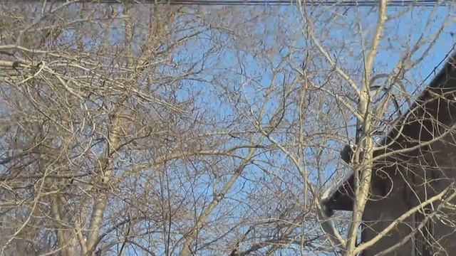 дикие белки в городе зимой смотреть онлайн