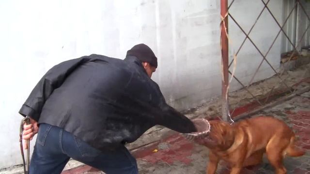 Охрана Питомник бордоских догов «Perle de France» http://perl.petsinform.com/ смотреть онлайн
