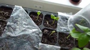 Как прорастить семена маракуйи 100% результат. Исправляю свои ошибки и делюсь опытом.