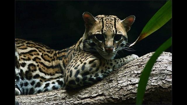 оцелот смотреть онлайн