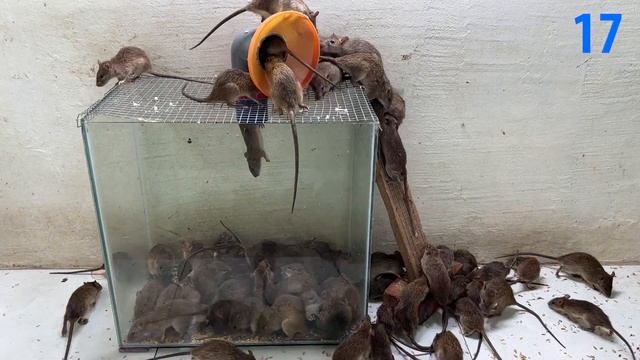 Mouse trap video \ the mousetrap fell into the glass box \ best mousetrap in the world смотреть онлайн