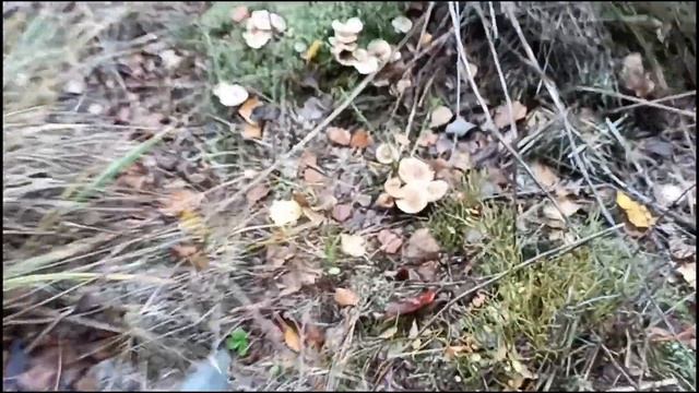 Скоро Зима,но Грибы ещё есть. смотреть онлайн