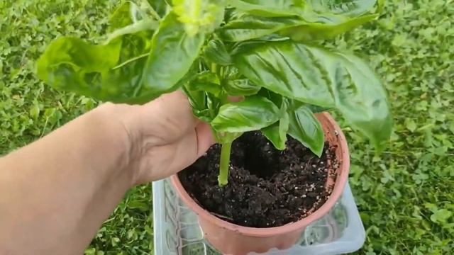 128. Как размножить БАЗИЛИК. Мои любимые сорта базилика.