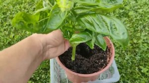 128. Как размножить БАЗИЛИК. Мои любимые сорта базилика.