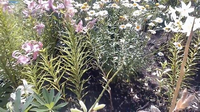 Как облегчить жизнь дачника? Дачный сезон. смотреть онлайн