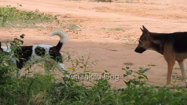 Pretty Amazing Time is Being Continued Here // Wonderful Copulation Couple Dogs #61 смотреть онлайн