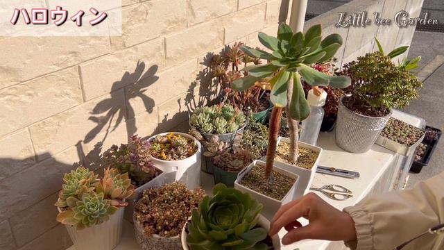 【多肉植物】アエオニウムの増やし方を詳しく解説❣️【ガーデニング】 смотреть онлайн