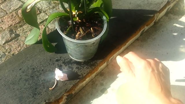 Орхидея ч.1. Мой метод полива орхидеи Удобрения Простые принципы правильного ухода за цветами смотреть онлайн