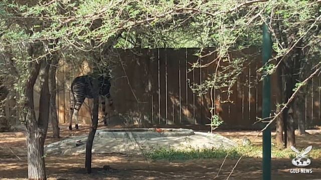 Rare Okapi birth in Sharjah смотреть онлайн