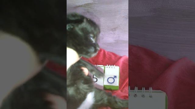 Крупный котик Мейн кун чёрный солид в трусиках. Large cat Maine Coon black solid in panties смотреть онлайн