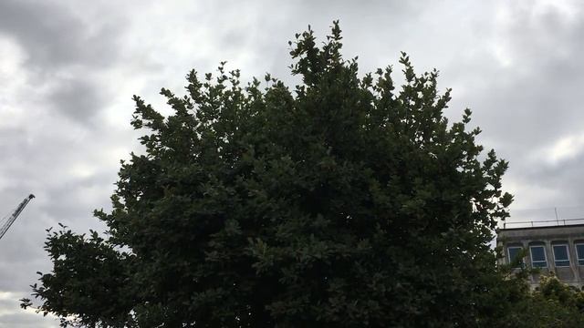 Whitebeam (Sorbus aria) - crown - July 2018 смотреть онлайн