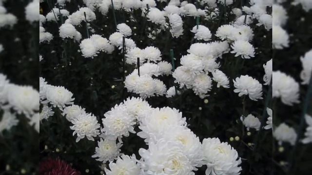 Ботанический сад. Бал хризантем. Никита. Крым | Botanical garden. Ball chrysanthemum. Nikita. Crime смотреть онлайн