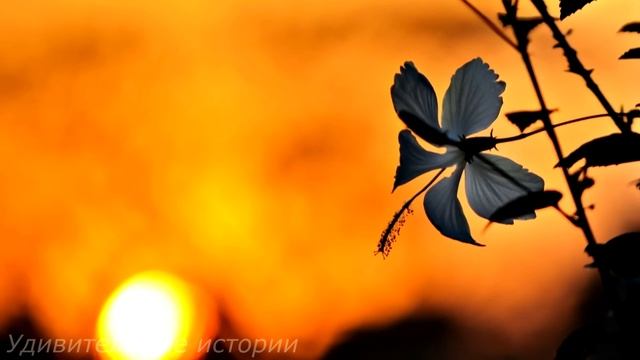 "Я же лучше, чем твоя жена" - Маша услышала слова любовницы мужа и уже готовила им сюрприз... смотреть онлайн