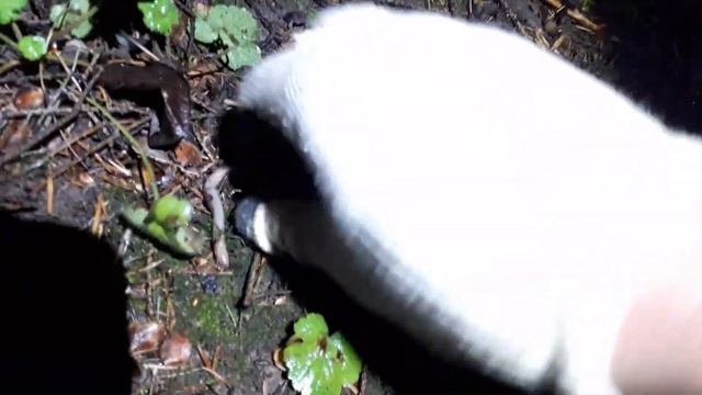 Как накопать червей без лопаты. Как найти выползков . How to find creeps смотреть онлайн