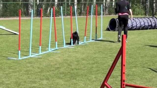 Чемпионат СЗФО по аджилити, СПб, 19.05.12г., Пискаревская 20. смотреть онлайн