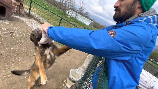 Храня Алабай (САО) и Белгийска Овчарка със сурово месо. Жельомир и големите кучета Алабаи! смотреть онлайн