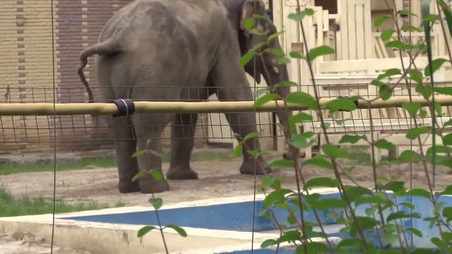 Ростовский зоопарк. Слоны. смотреть онлайн